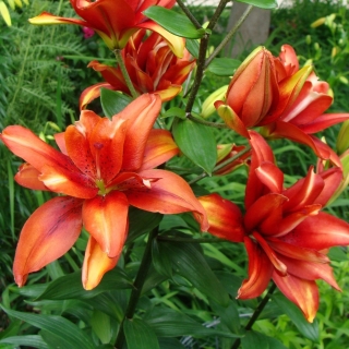 Лилия Крейзи Твин