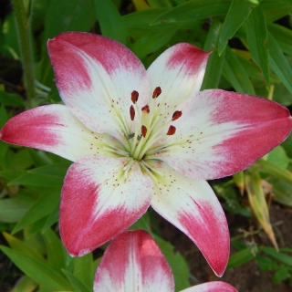 Лилия Лоллипоп