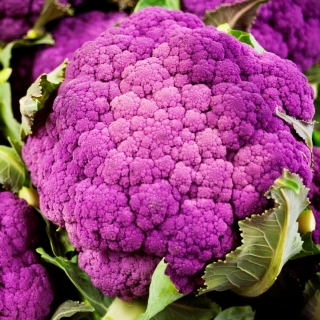 Капуста Лиловый шар (цветная)