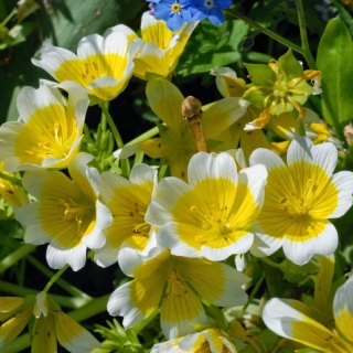 Лимнантес Люция