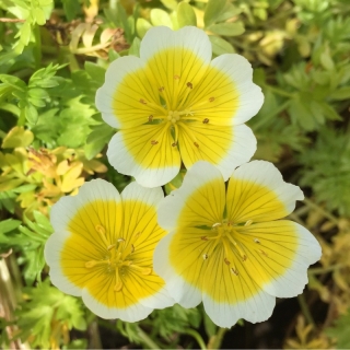 Лимнантес Солнышко