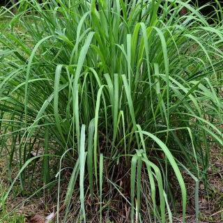 Лимонная трава Аромат востока