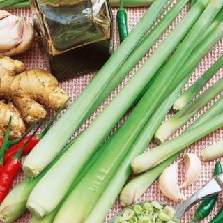 Лимонная трава Цитрон