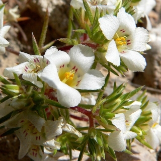 Линантес Нежность крупноцветковый