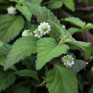 Липпия сладкая Бусинка (большой пакет)