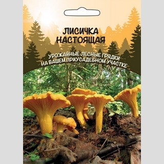 Грибы - Лисичка Настоящая (мицелий) 30мл (большой пакет)