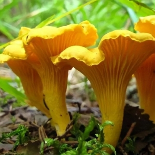 Грибы - Лисички на зерновом субстрате (мицелий) 15 мл (большой пакет)