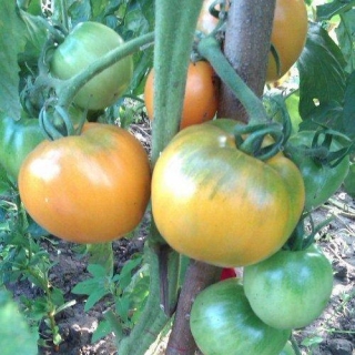 Томат Листопад