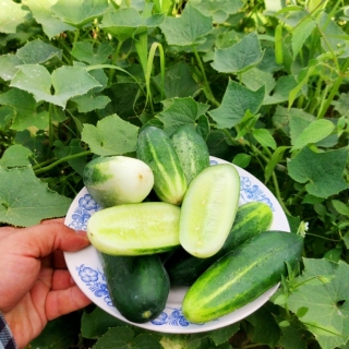 Огурец Литл Лиф (большой пакет)