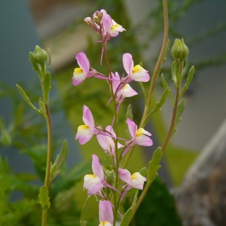 Льнянка Розовые лепестки (марокканская)