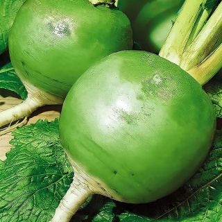 Редька Лоба китайская