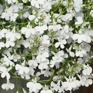 Лобелия Белый каскад ампельная