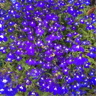 Лобелия Пэлас Блю Виф Ай ежевидная