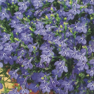 Лобелия Синий каскад ампельная