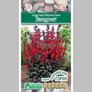 Лобелия Звездочет прекрасная