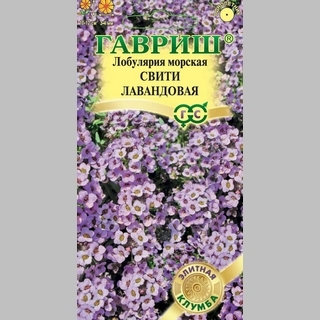 Лобулярия Свити лавандовая