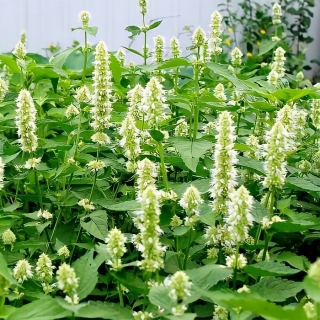 Лофант анисовый Снежок