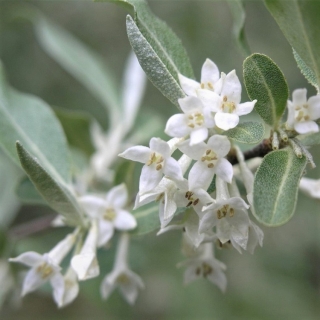 Лох серебристый (большой пакет)