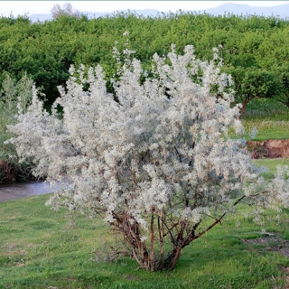 Лох серебристый (большой пакет)