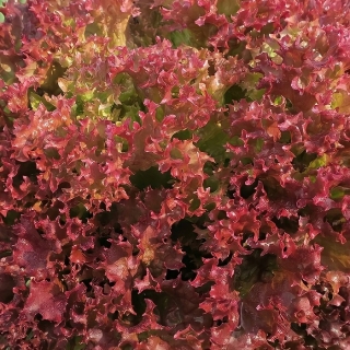 Салат Лолло Росса листовой