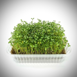 Лоток прозрачный (д/микрозелени) 1шт.