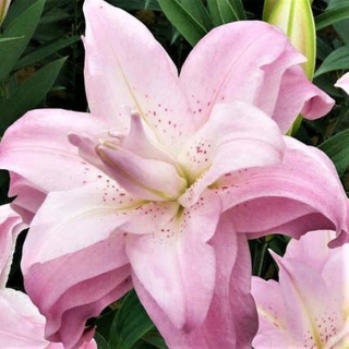 Лилия Лотус Куин