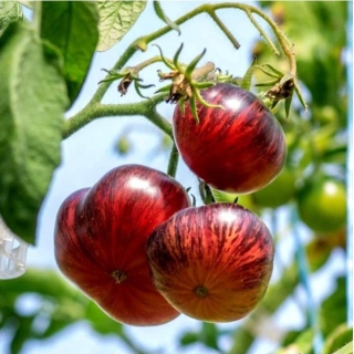 Томат Прекрасный пышный (Lovely Lush)