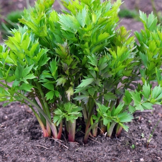 Любисток Ароматный чародей