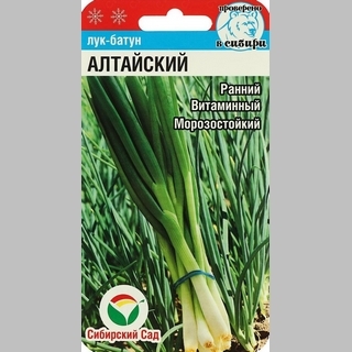 Лук Алтайский батун