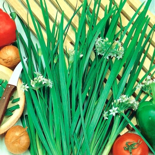 Лук Априор душистый