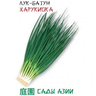 Лук Харукиока батун