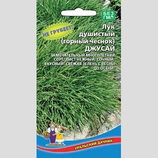 Лук Джусай (горный чеснок) душистый