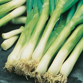 Лук Ишикура Лонг Уайт батун