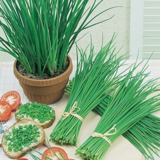 Лук Казачок (кявар) на зелень