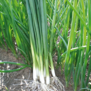 Лук Грин Баннер батун