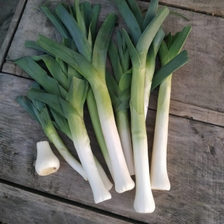 Лук Хобот слона (порей)