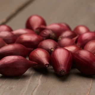 Лук Семьянин (шалот)