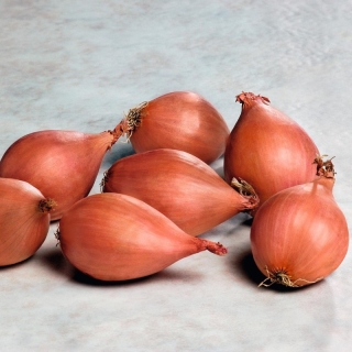 Лук Дружная семейка (шалот)