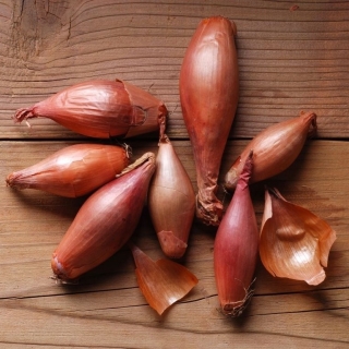 Лук Семейный шалот