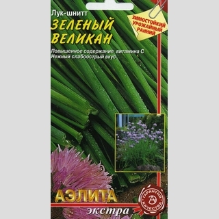 Лук Зеленый великан (шнитт)