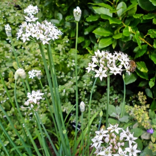 Лук Снежные бабочки ветвистый