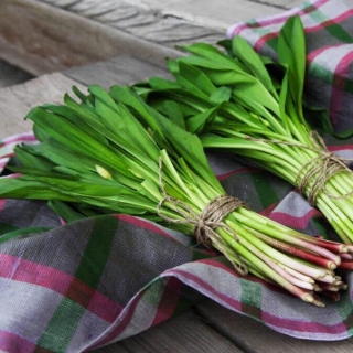 Лук Черемша Таежный витамин