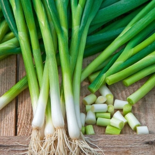 Лук Валдай батун