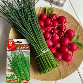 Лук Весенний (шнитт)