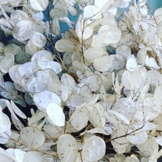 Лунария Серебряный рубль