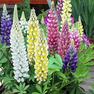 Люпин Сан Сити