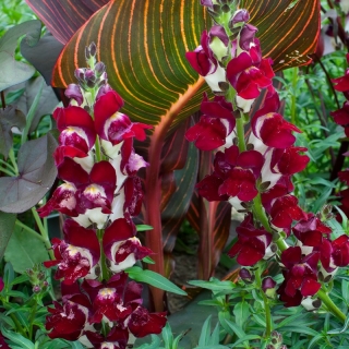 Львиный зев День и Ночь