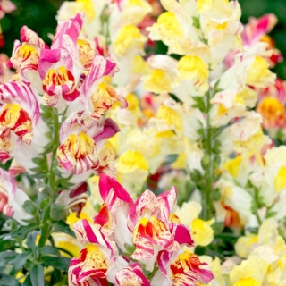 Львиный зев Бизари F1 смесь