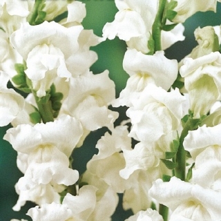 Львиный зев Снежинка (Антирринум)