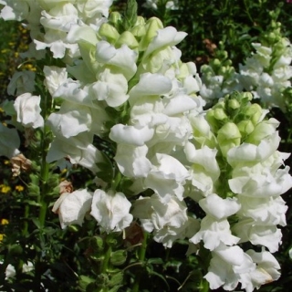 Львиный зев Высокорослый белый